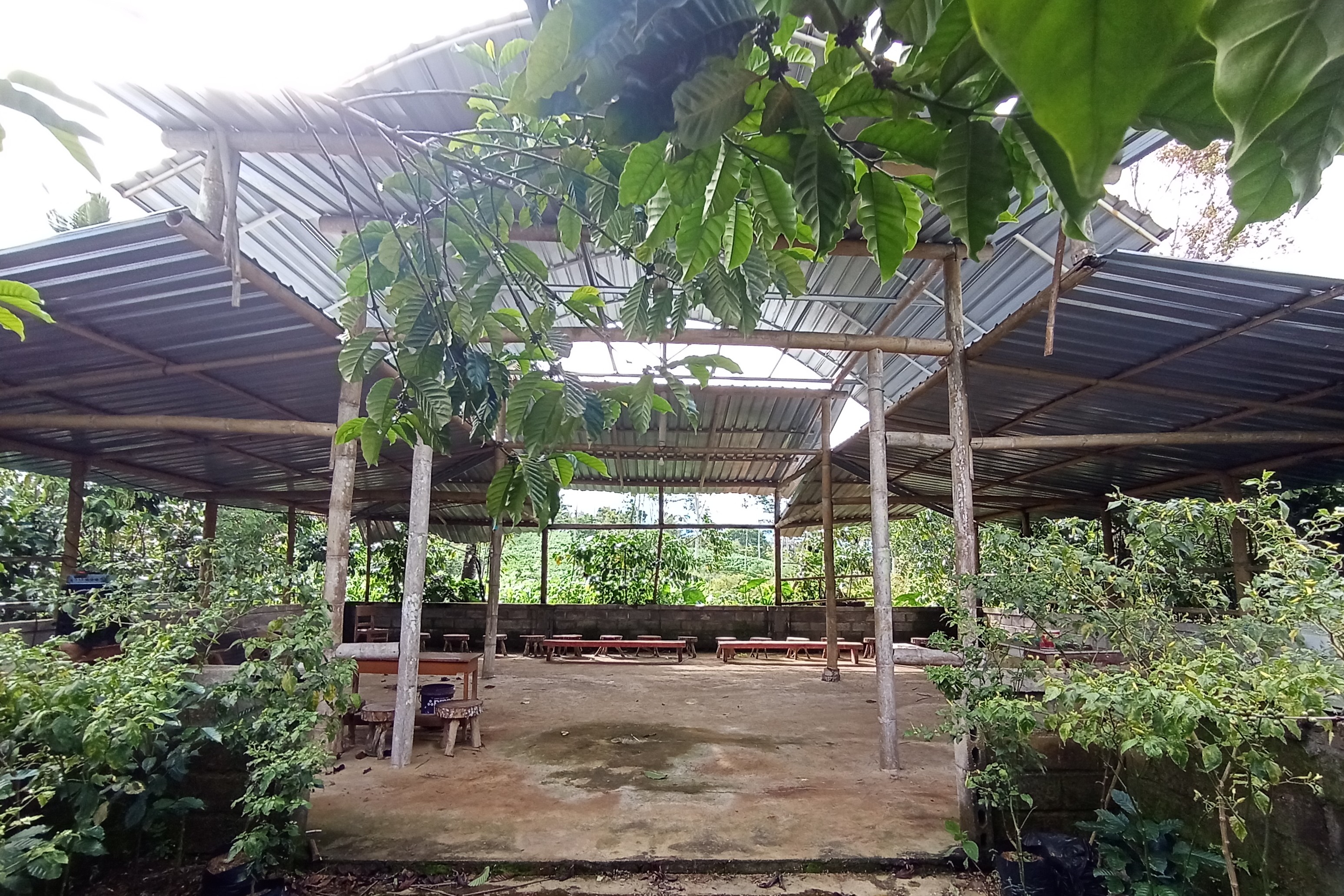 Kebun Kopi